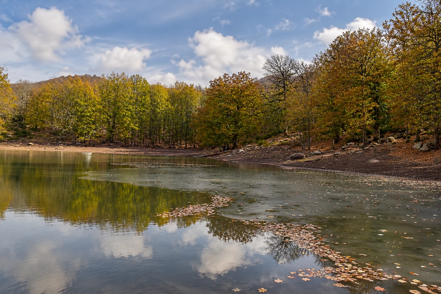 Après une photographie réelle de Forêt de l'Akfadou