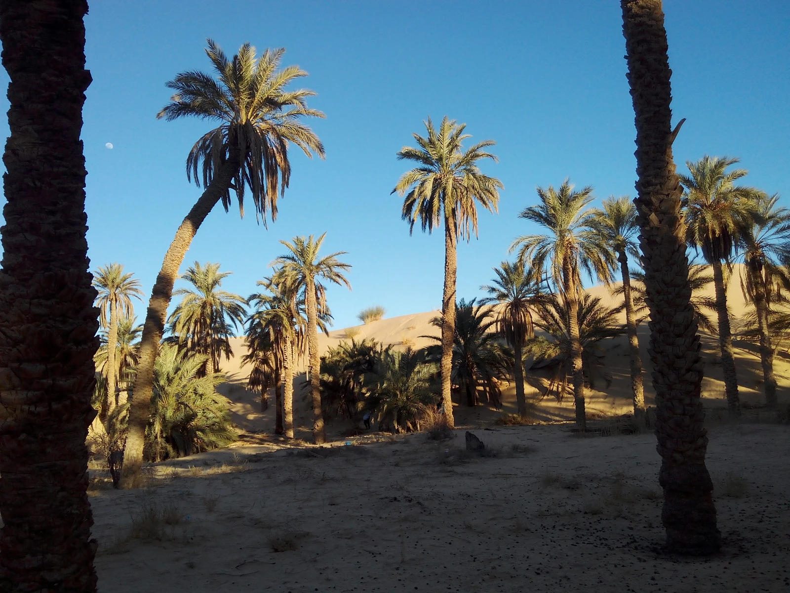 Palmiers dattiers dans les dépressions agricoles des ghouts du Souf