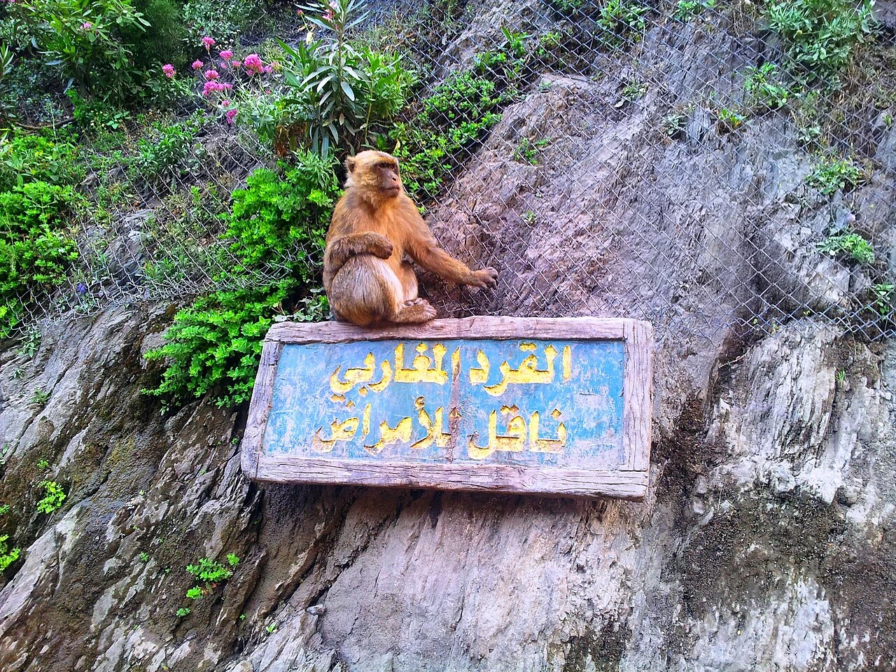 Macaque assis sur une pancarte au Ruisseau des Singes, dans la Chiffa