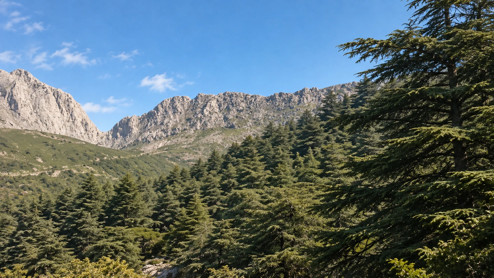 Illustration assistée par IA : Vue de la cédraie et des reliefs de Tikjda, dans le Djurdjura.