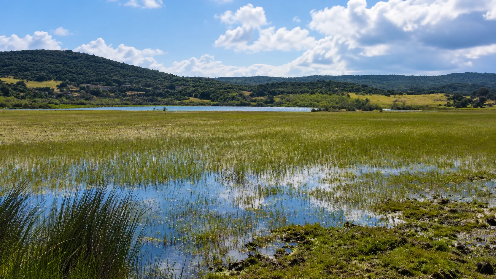 Illustration assistée par IA : Prairie inondée et roseaux devant un lac et des collines boisées, dans une zone humide du parc national d'El Kala.