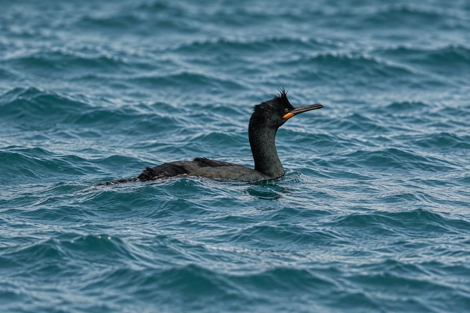 Un cormoran huppé flottant sur les eaux des îles Habibas.