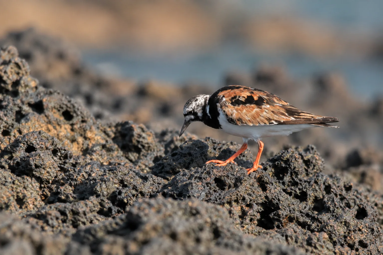 Un tournepierre à collier sur les rochers du rivage des îles Habibas.