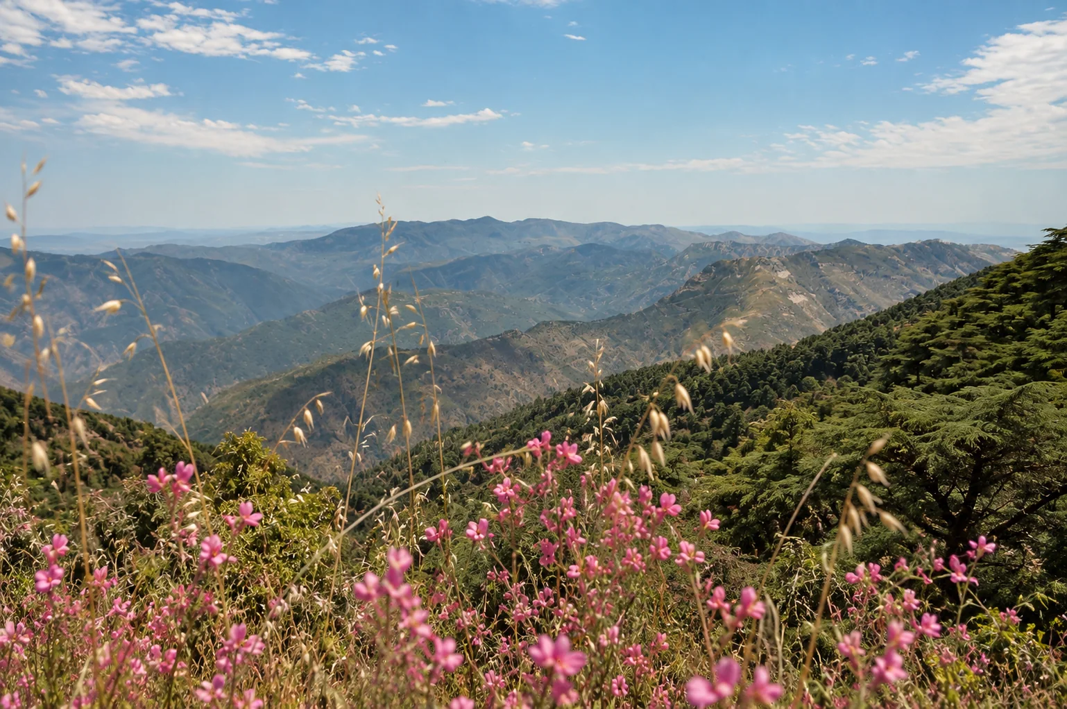 Les monts de Chréa au printemps, avec fleurs roses et cèdres sur les versants.