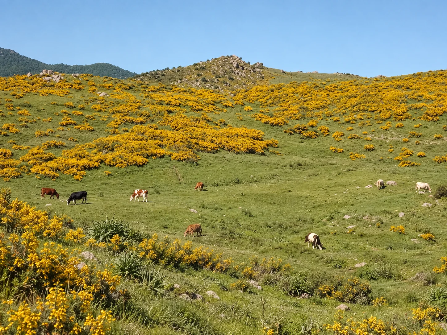 Vaches dans une prairie fleurie des monts de Chréa en juin.