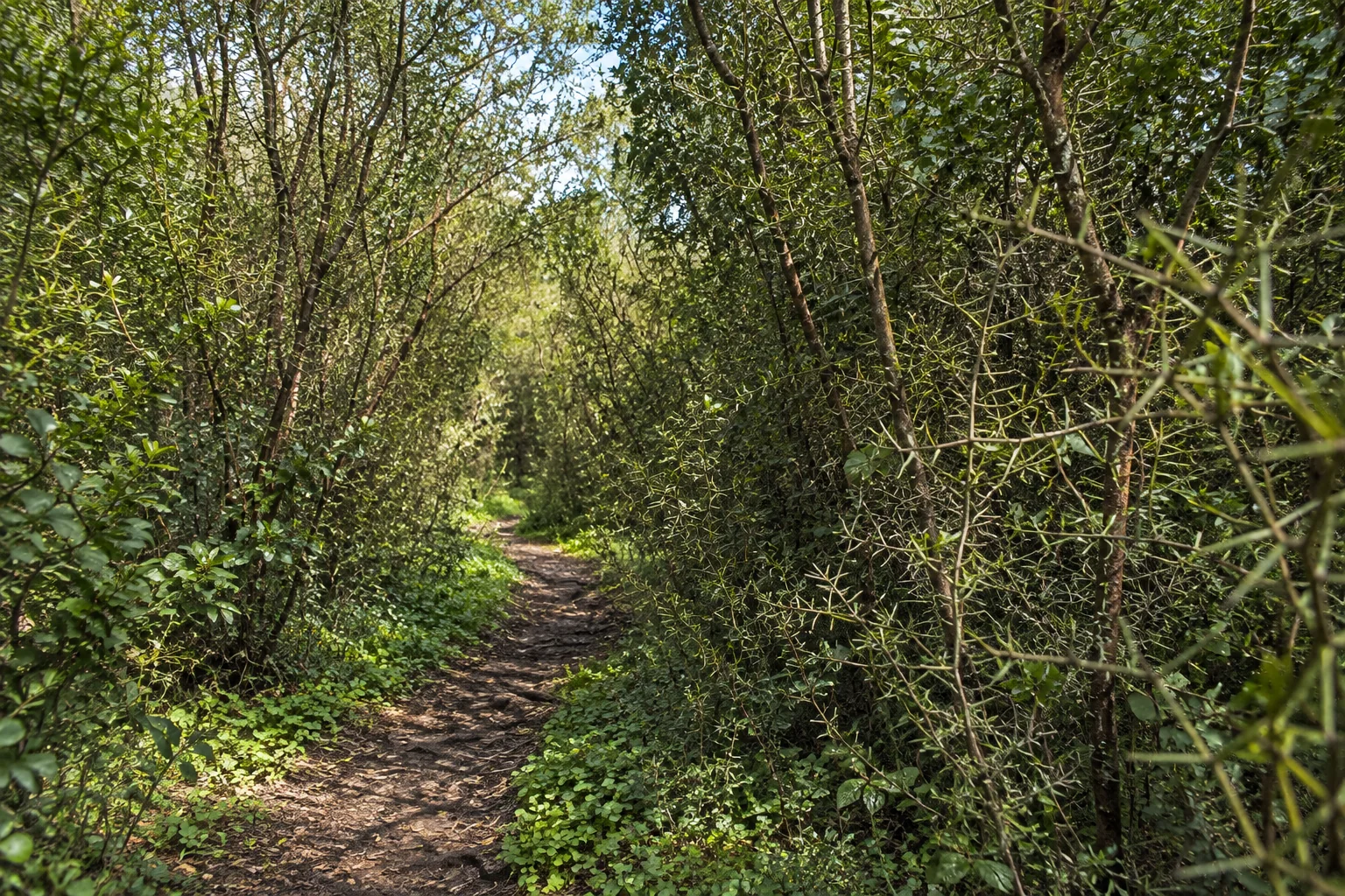Un étroit sentier sous la voûte végétale du parc national d’El Kala.