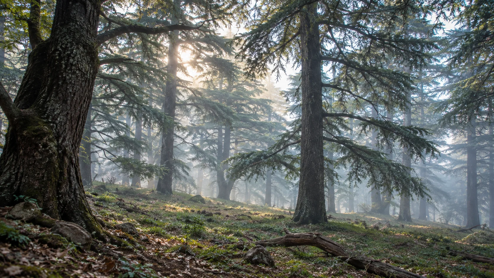 Les cèdres du parc national de Théniet El Had dans la brume.