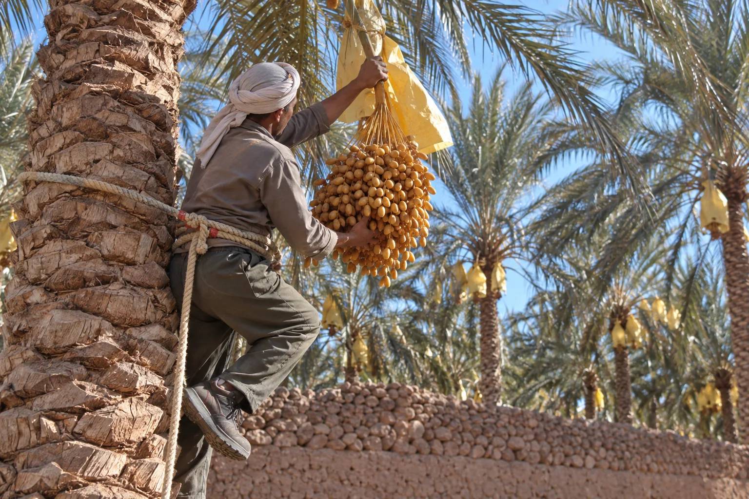 Un récolteur descendant un régime de dattes à Tolga.