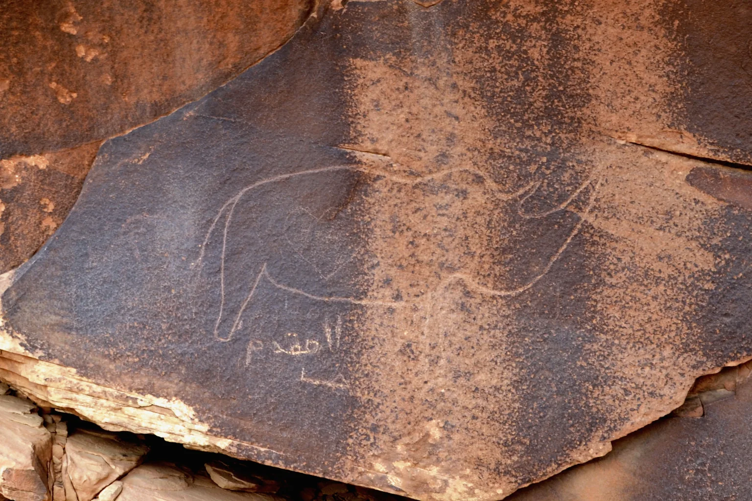 Le rhinocéros gravé de Zaccar à Djelfa, motif d'origine conservé.