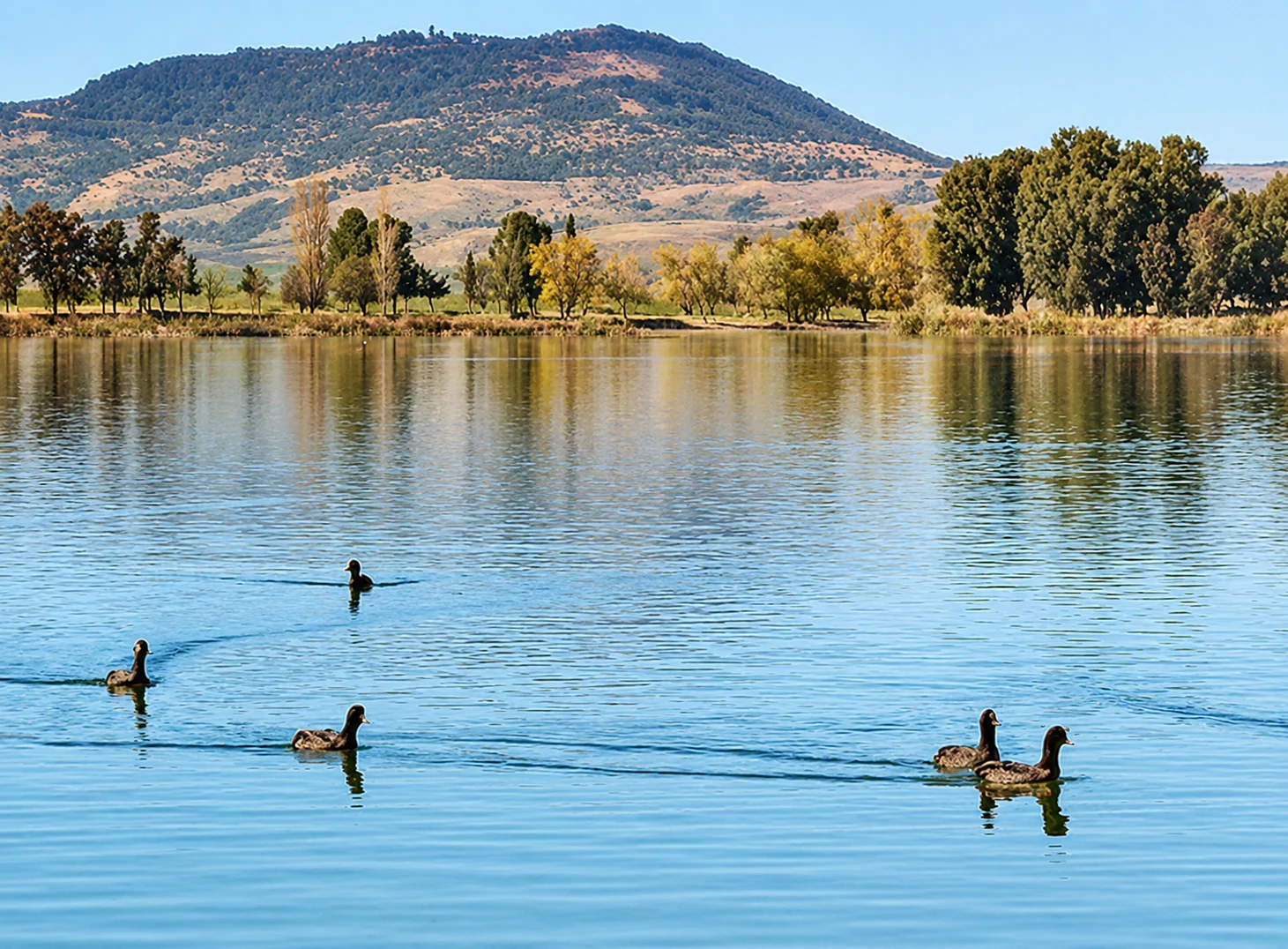 Illustration DA du lac Sidi Mohamed Benali, des cinq canards et de la colline visibles sur la photographie de référence.