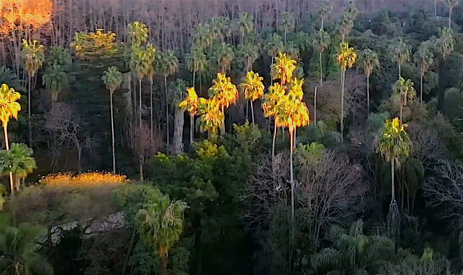 Jardin d’essai du Hamma