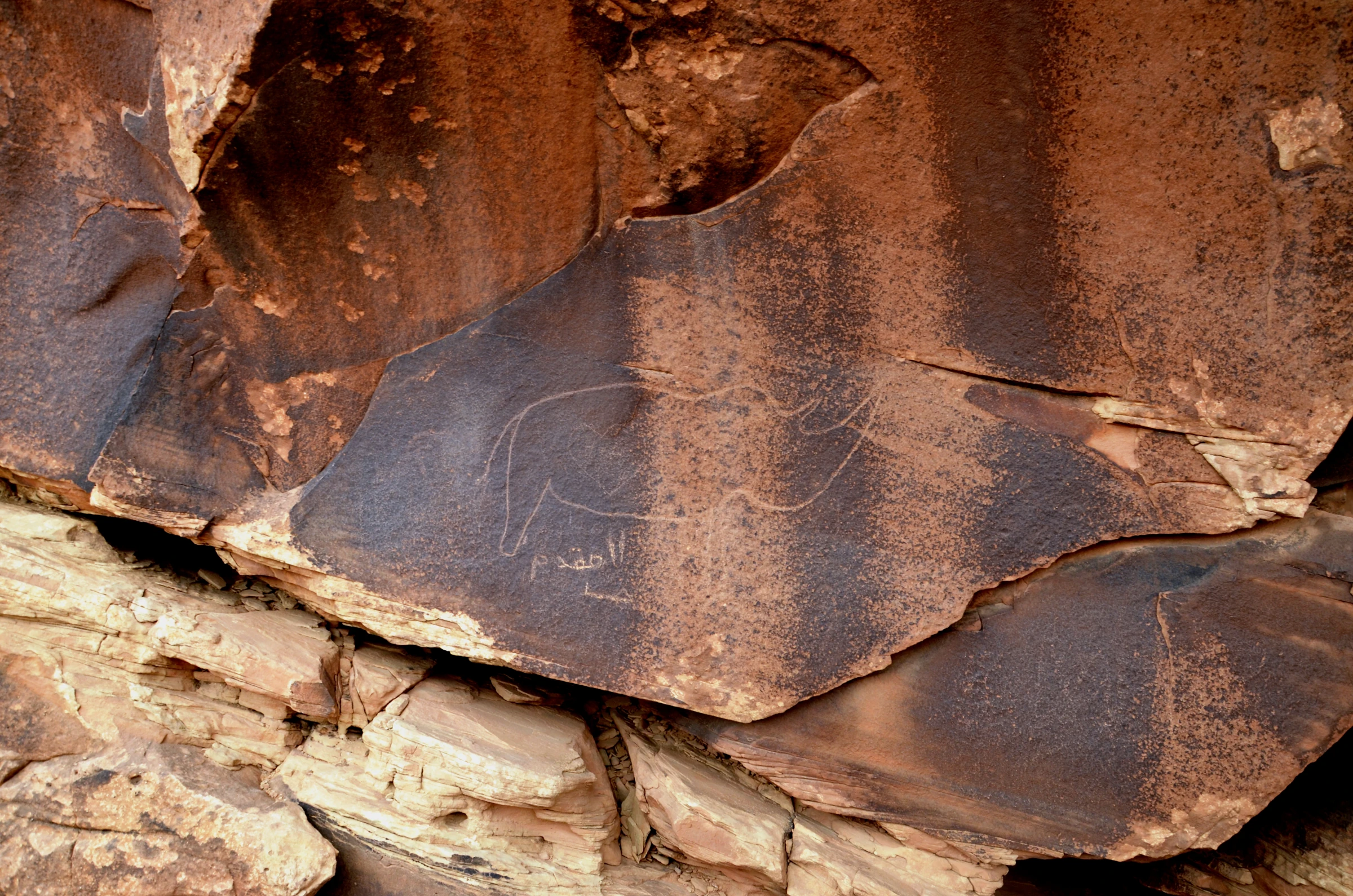 Gravure d’un rhinocéros sur une dalle rocheuse du site de Zaccar, près de Djelfa